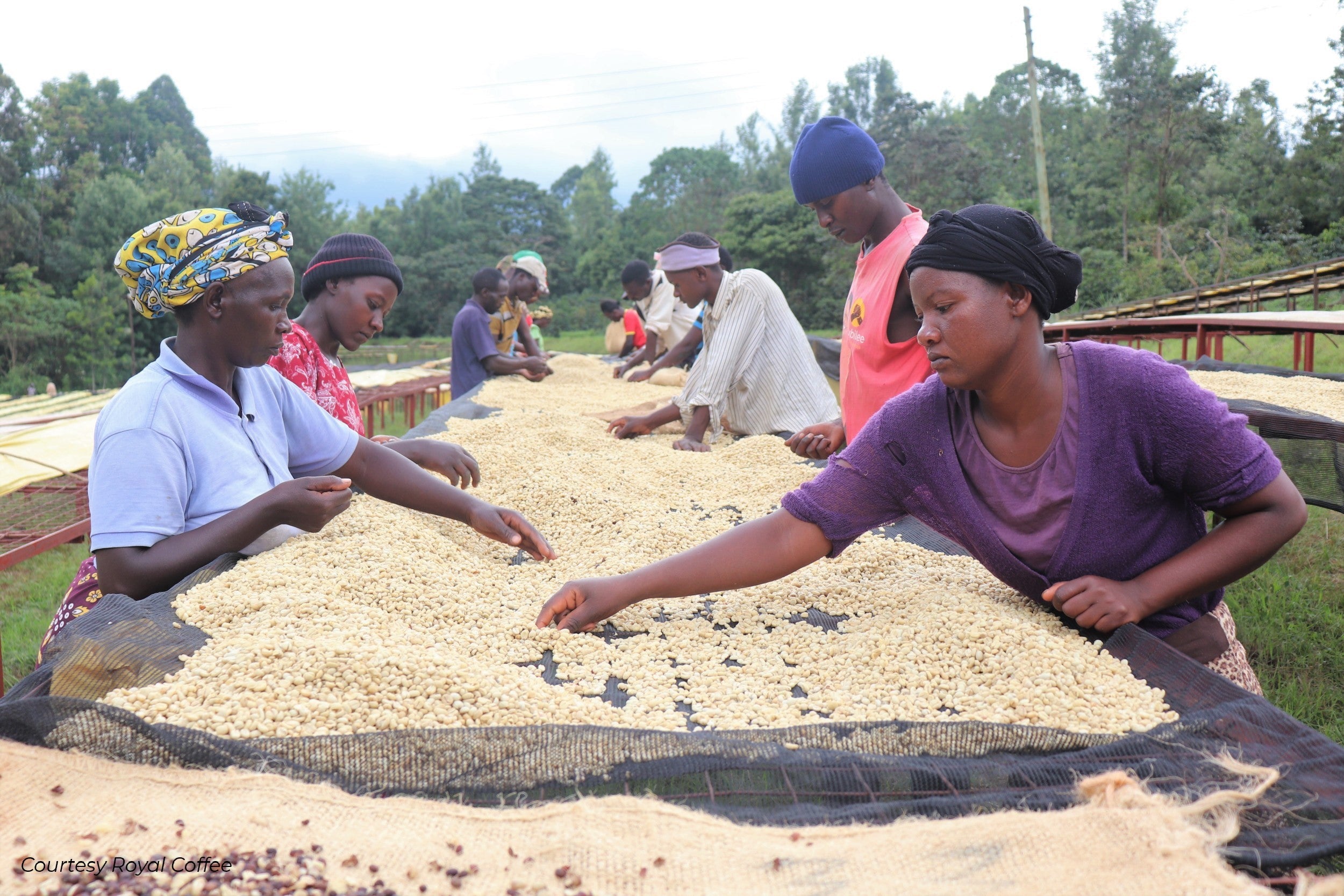 Kenya Muranga New Kiriti Gondo AA
