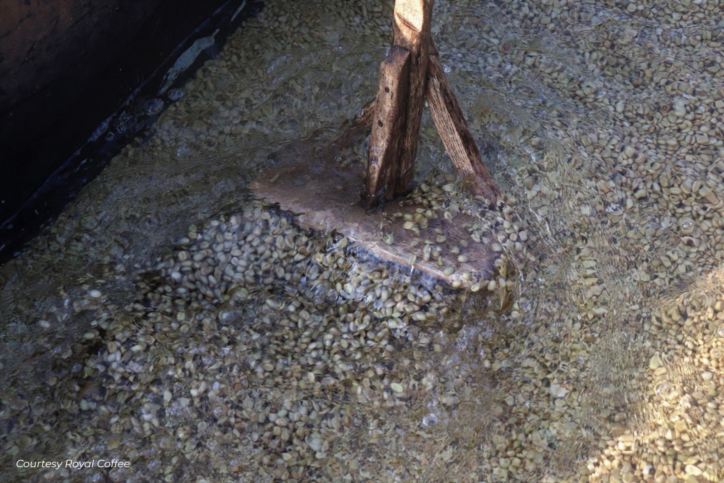 Kenya Muranga New Kiriti Gondo AA