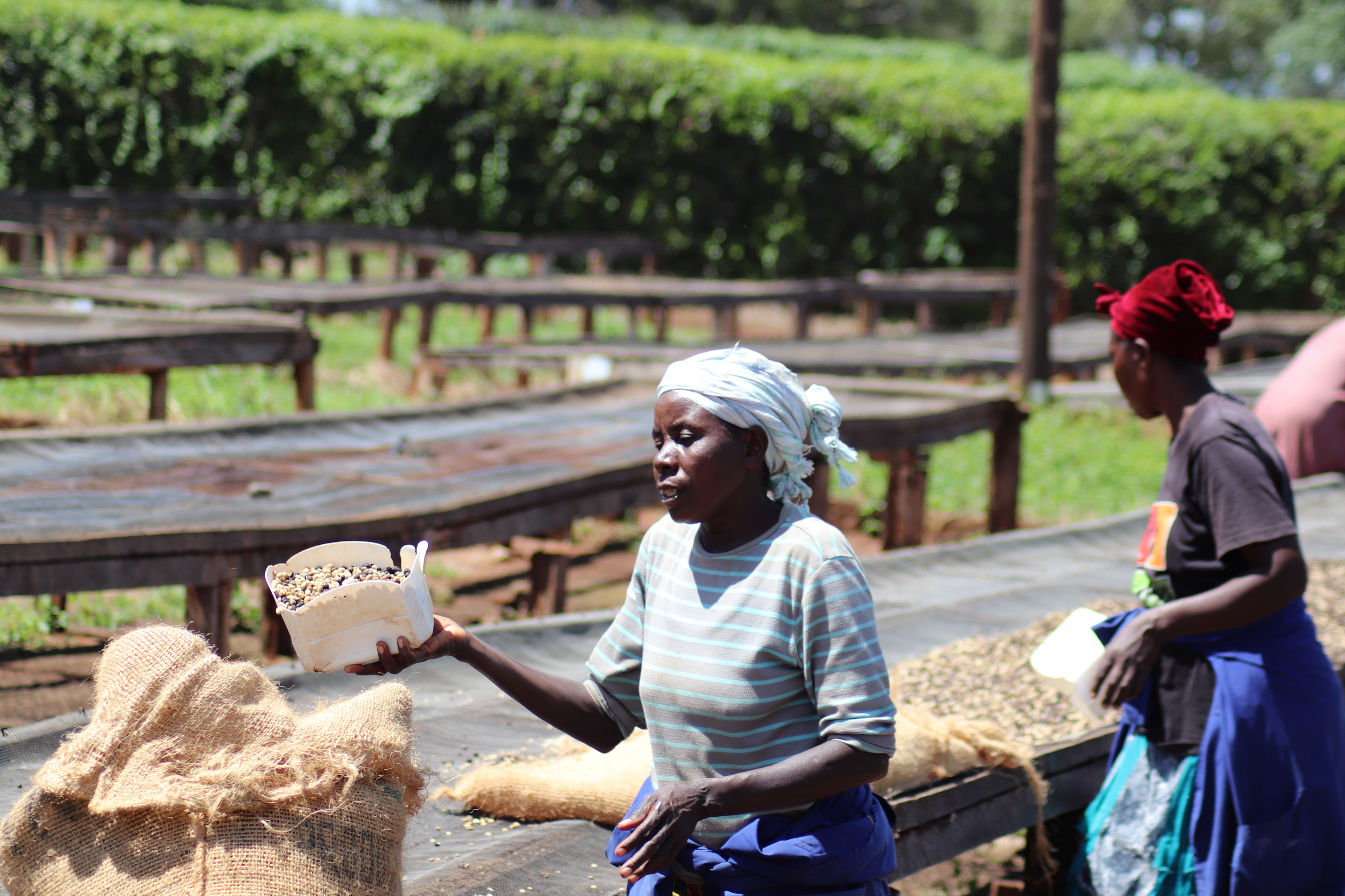 Kenya AA Maywal Estate