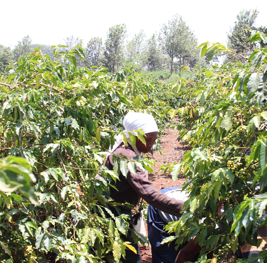 Kenya AA Nzaini Co-op