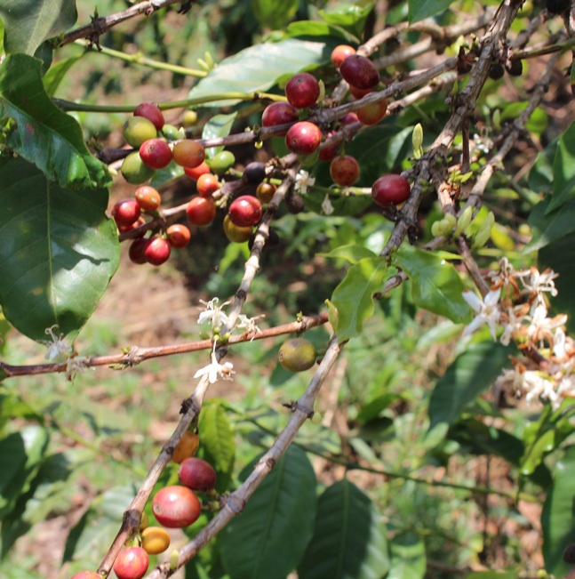 Kenya AA Nzaini Co-op