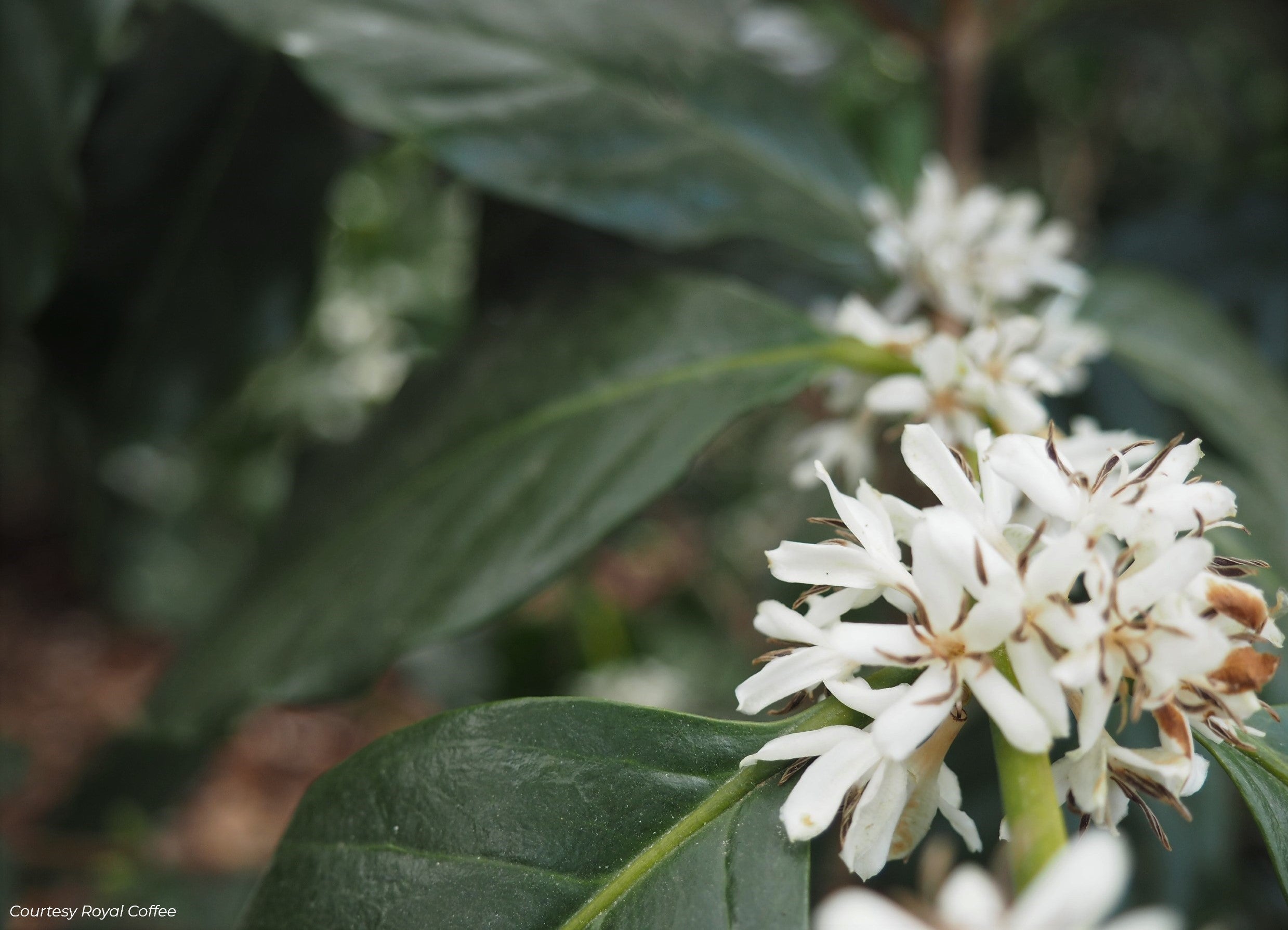 Nicaragua Grupo Eden Finca Aguacatal Organic