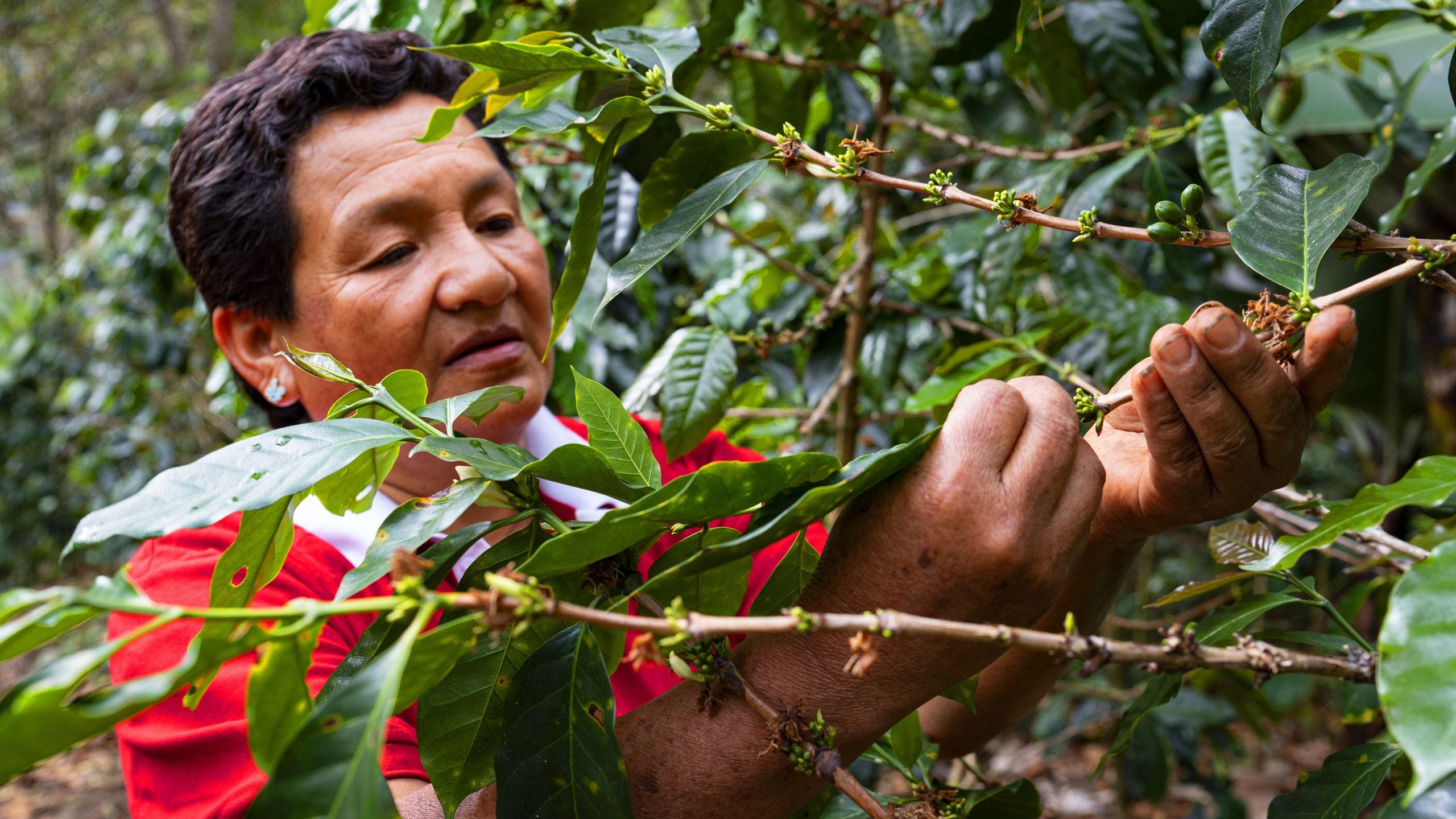 Peru Cafe de Mujer Organic