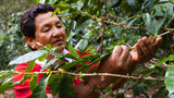 Peru Cafe de Mujer Organic