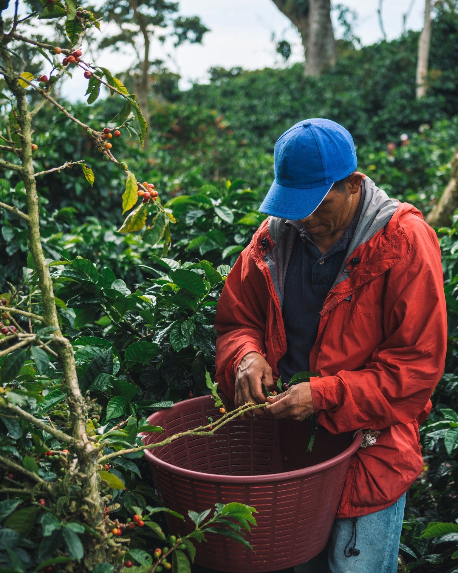 Panama Finca Lerida Gesha