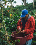 Panama Finca Lerida Gesha