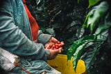 Panama Finca Lerida Gesha
