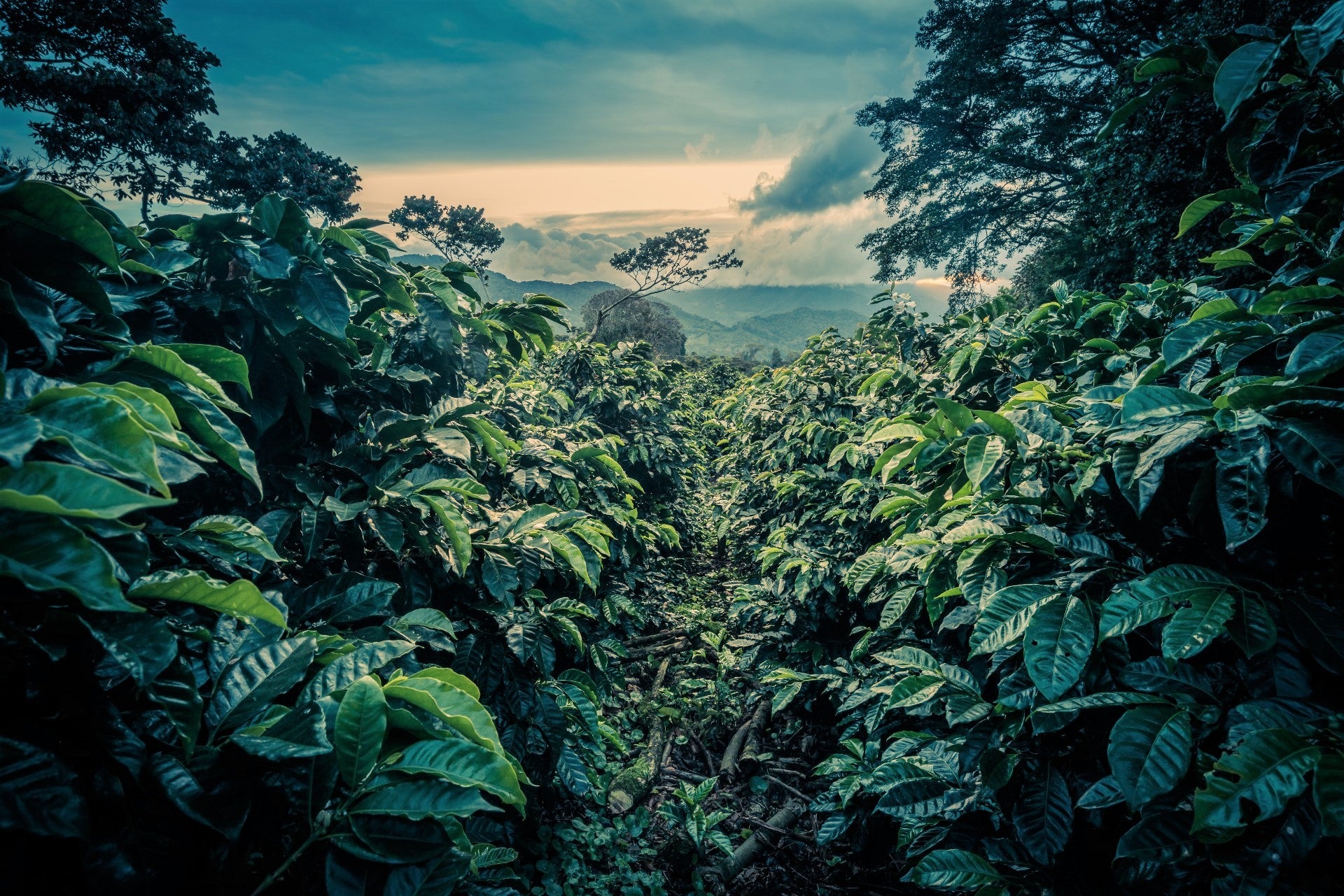 Panama Finca Lerida Gesha