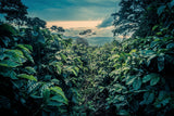 Panama Finca Lerida Gesha