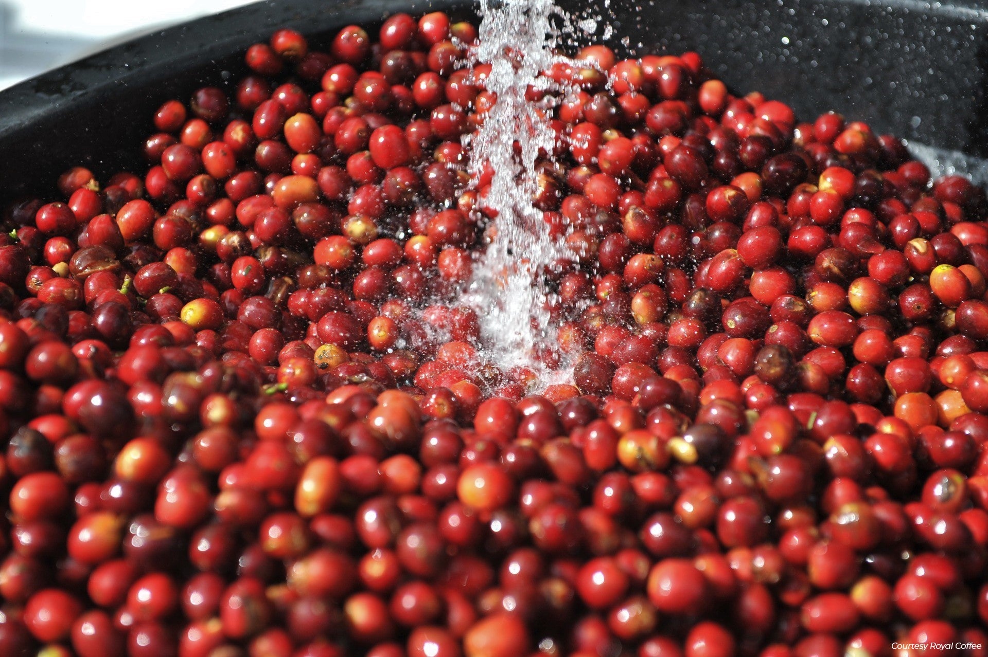 Sulawesi Toraja Bolokon Natural Organic