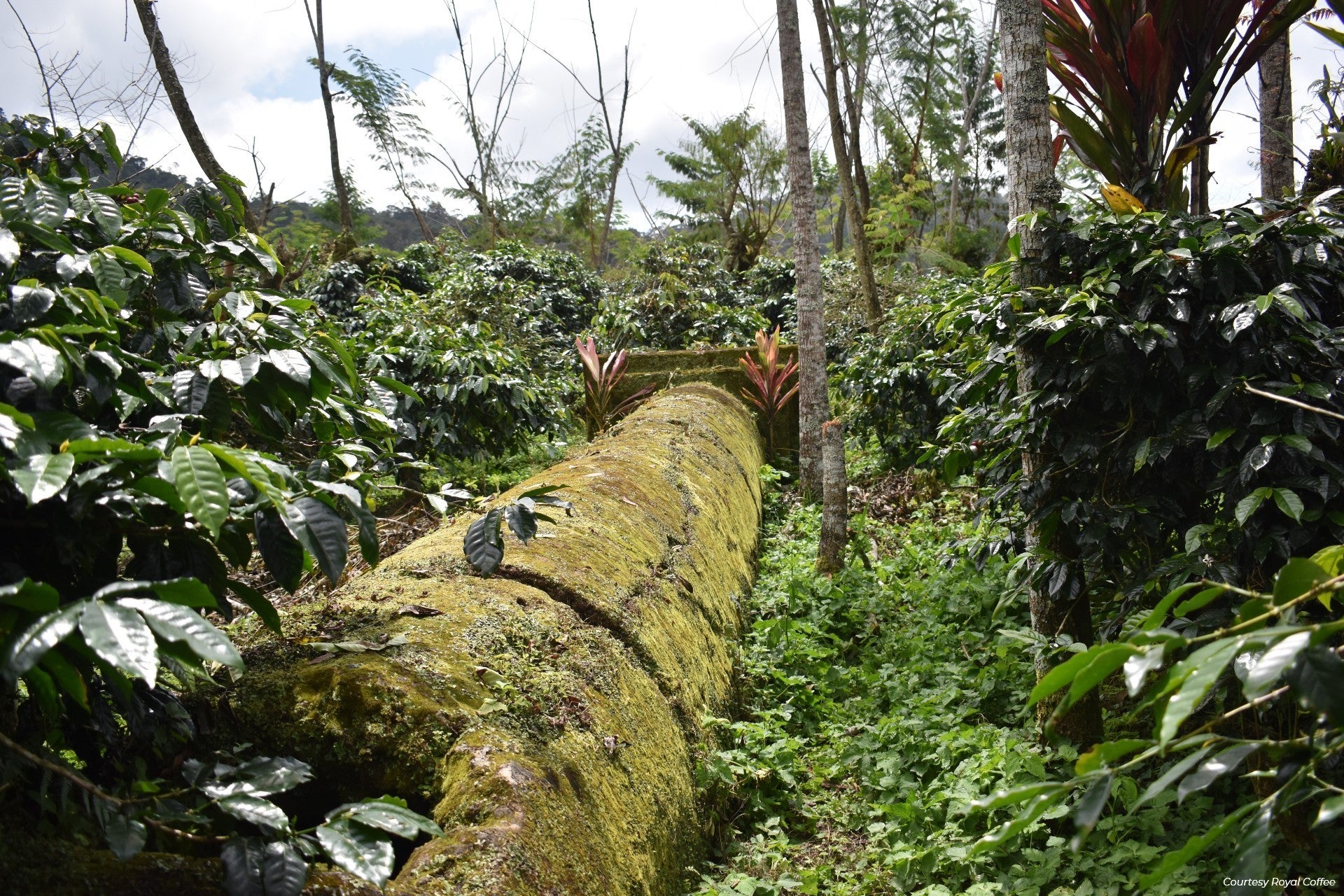 Sulawesi Toraja Bolokon Natural Organic