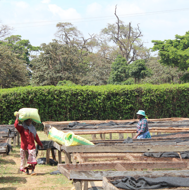 Tanzania Peaberry Kuza Tudley