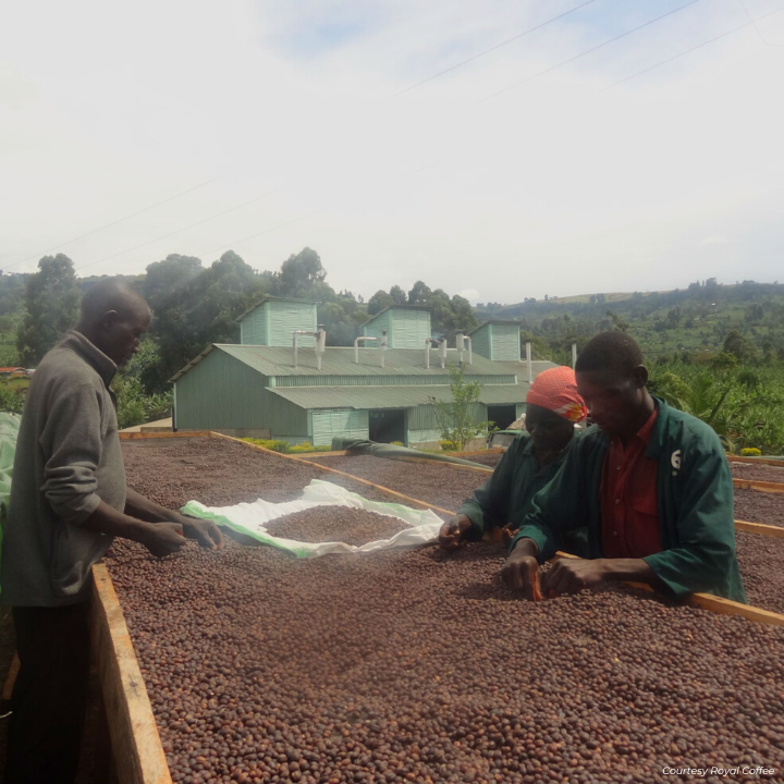 Uganda Sipi Falls Washed Organic