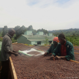 Uganda Sipi Falls Washed Organic