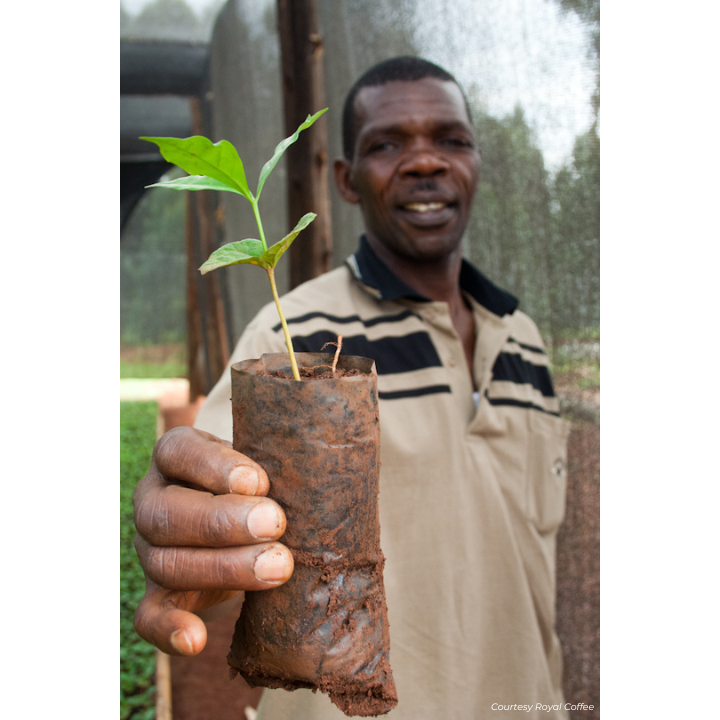 Uganda Sipi Falls Washed Organic