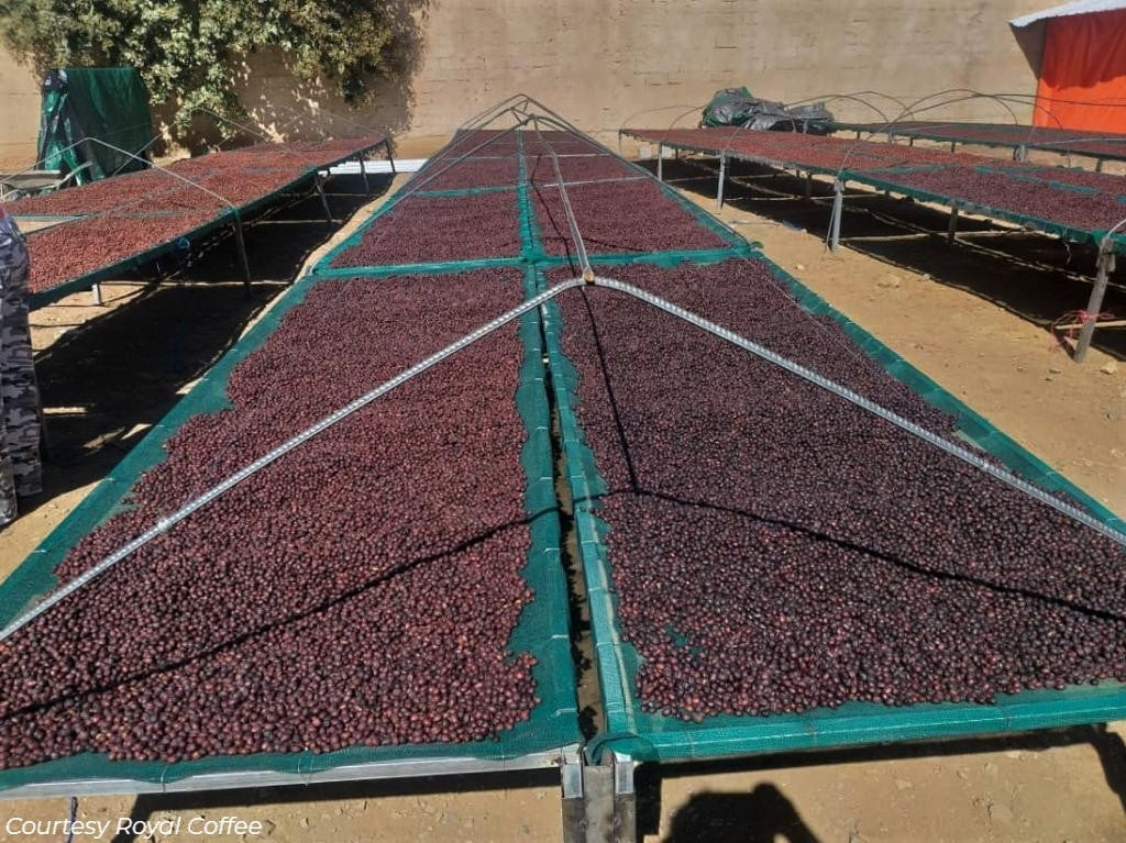 Yemen Mocca Kholani Natural