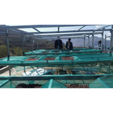 Yemen Mocca Pearl of Tehama Natural