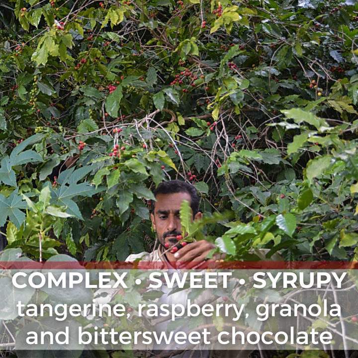 Yemen Mocca Pearl of Tehama Natural