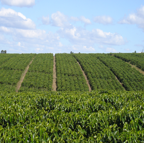 Zimbabwe Smaldeel Estate AA