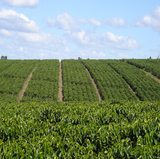 Zimbabwe Smaldeel Estate AA