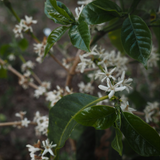 Bali Blue Moon Organic