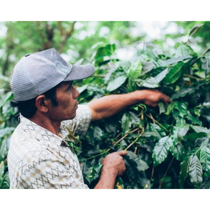 Bali Blue Moon Organic