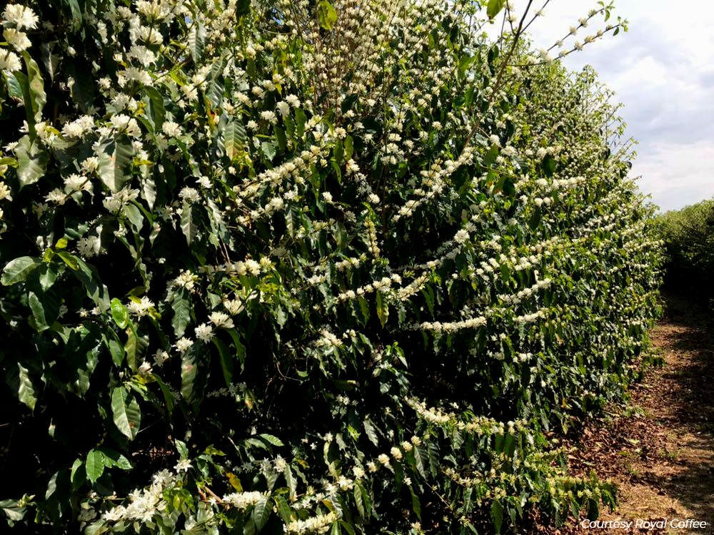 Brazil Cerrado
