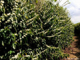 Brazil Cerrado