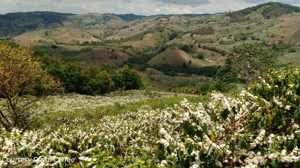 Brazil Mogiana Natural