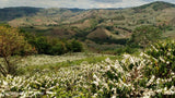 Brazil Mogiana Natural