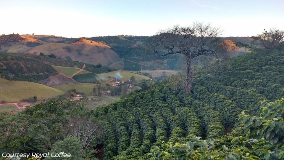 Brazil Mogiana Natural