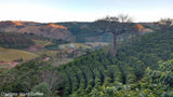 Brazil Mogiana Natural