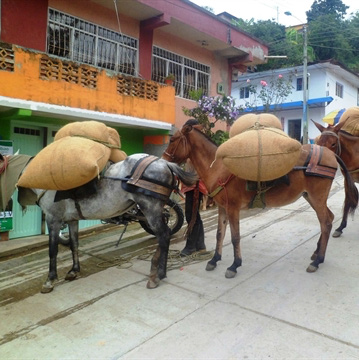 Colombia Del Rio Tolima Organic