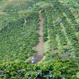 Colombia La Cristalina Excelso