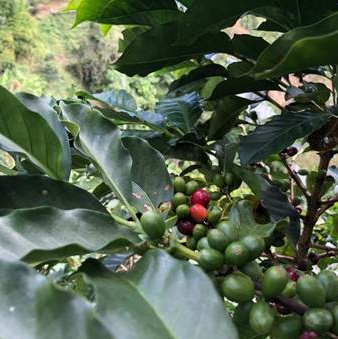 Colombia Huila Naranjales Estate