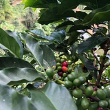 Colombia Huila Naranjales Estate