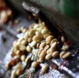 Colombia Sierra Nevada Organic
