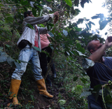 Colombia Sierra Nevada Sol Naciente Organic