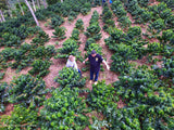 Colombia Valle Del Cauca la Esperanza Estate