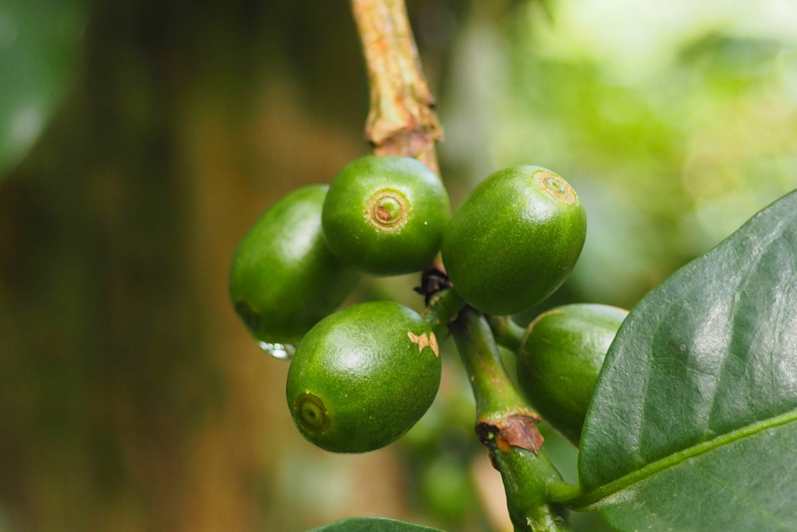 Colombia Narino Cafe Santana Organic