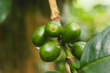 Colombia Narino Cafe Santana Organic