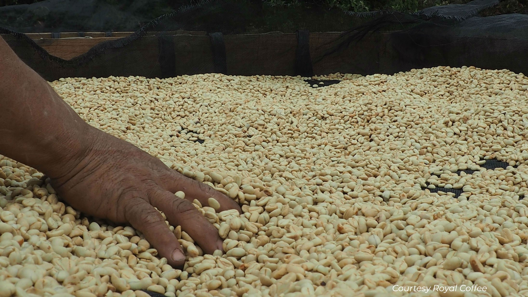 Colombia Santander Organic Water Process Decaf