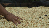 Colombia Santander Organic Water Process Decaf