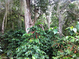 Colombia Santander Organic Water Process Decaf