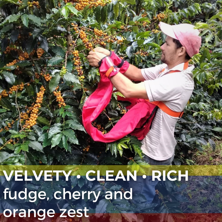 Colombia Tolima Planadas Organic