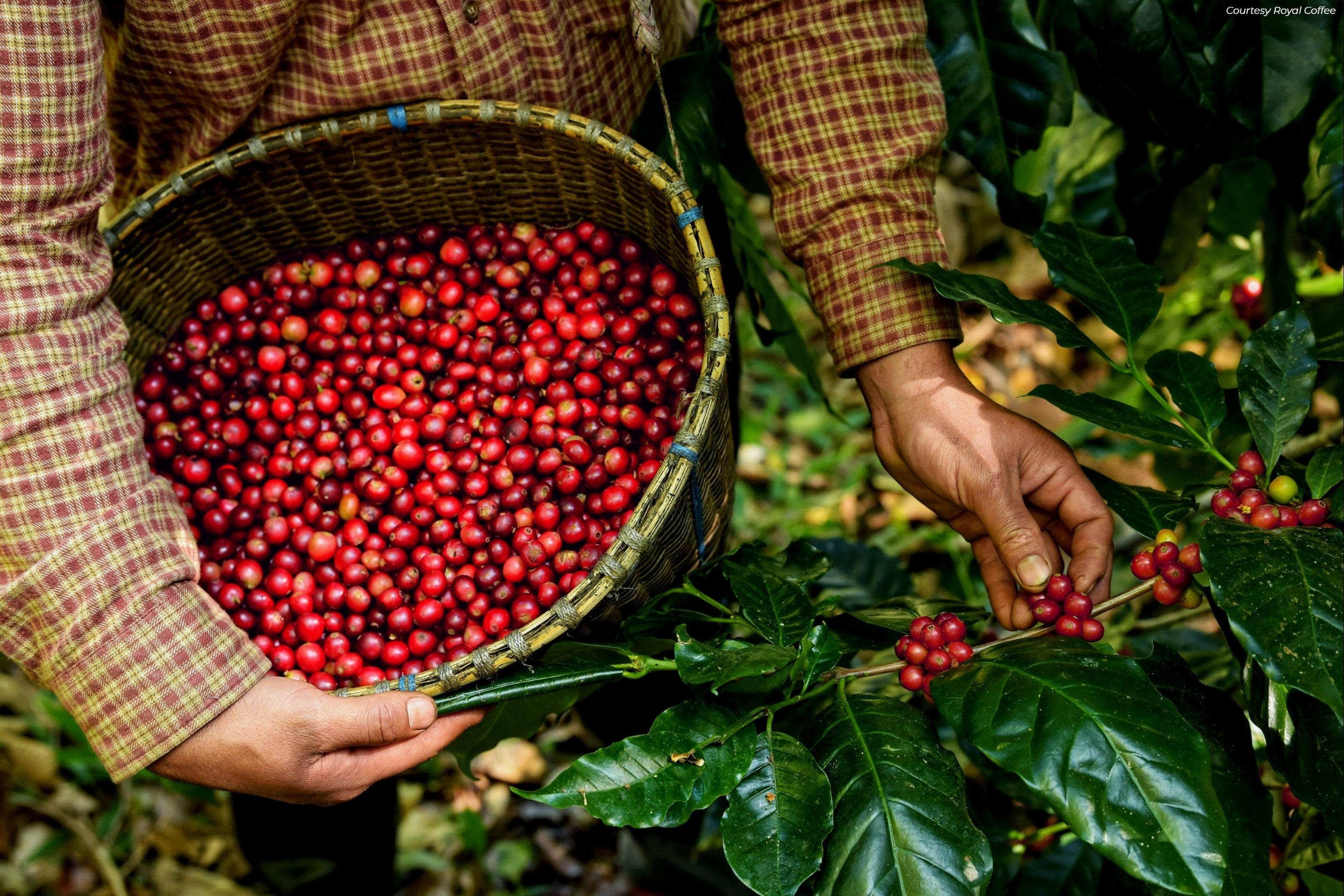 Colombia Huila Aguazul Pink Bourbon