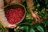 Colombia Huila Aguazul Pink Bourbon
