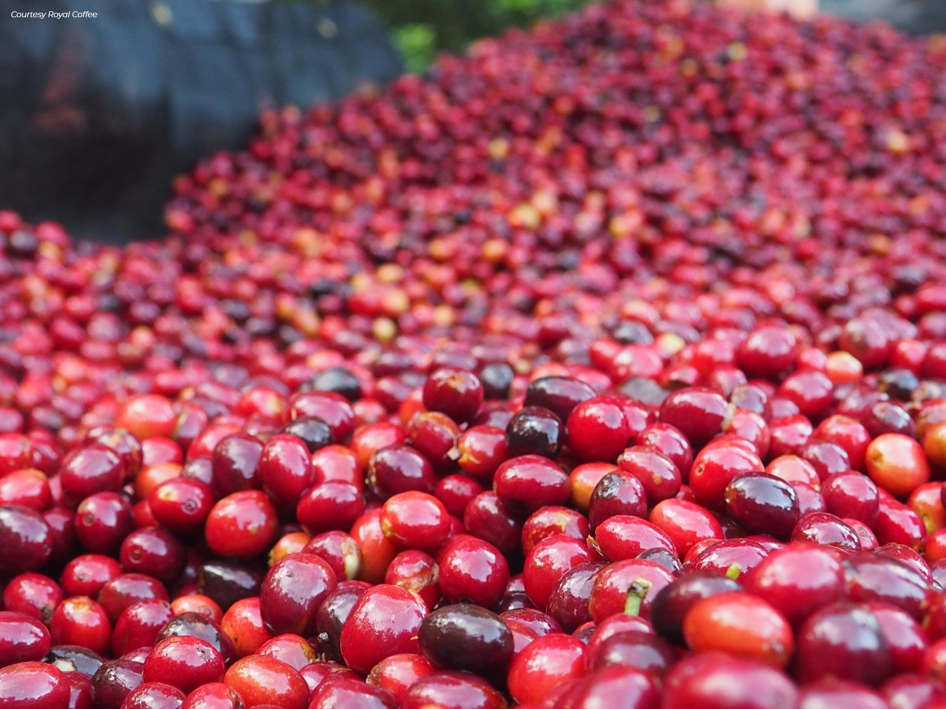 Costa Rica Perez Zeledon Organic