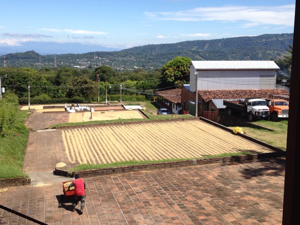 El Salvador Finca Hungria Organic