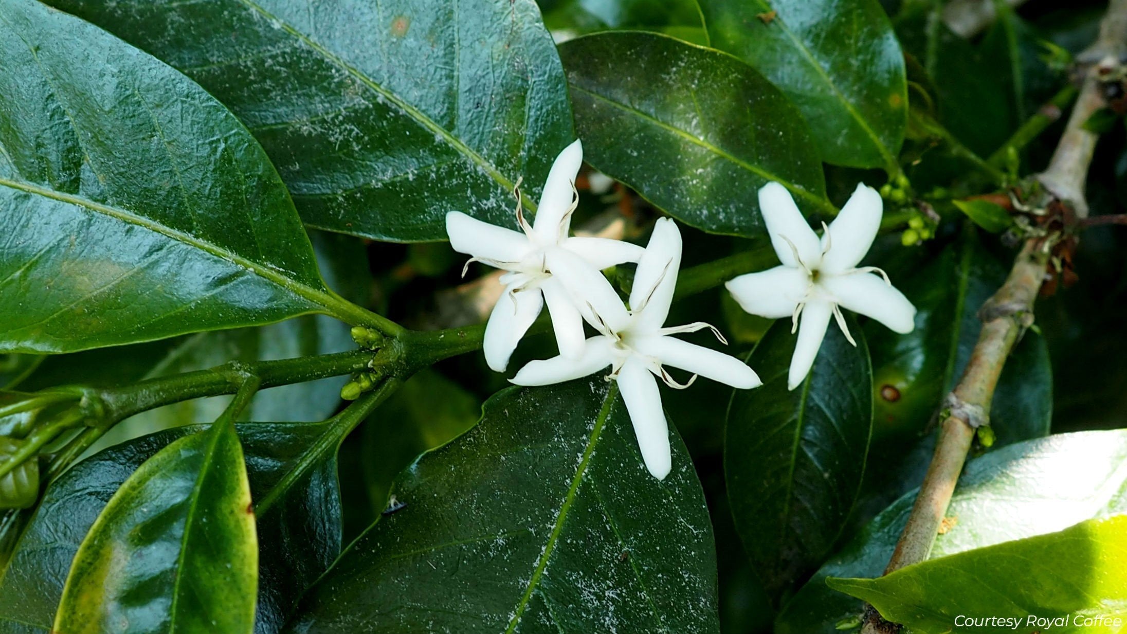 Ethiopia Yirgacheffe Gedeb Worka Sakaro Washed